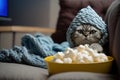 Cute cat, wrapped in fluffy blanket and warm hat sits on sand watches movie on smartphone, popcorn. Movie night, chilly winter
