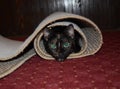 A cute tortoiseshell cat wrapped in a roll of carpet Royalty Free Stock Photo