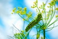 Cute caterpillar crawls on a fresh green dill. Royalty Free Stock Photo