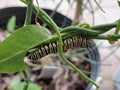 Cute caterpillar feet stuck on a green milkweed plant