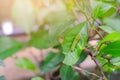 Cute Caterpillar or green worm eating leaf in the garden Royalty Free Stock Photo