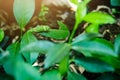 Cute Caterpillar or green worm eating leaf on the green leaf plant background Royalty Free Stock Photo