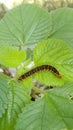 Cute caterpillars oho ehe uhuy alah Royalty Free Stock Photo