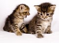 Cute cats