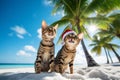 Cute cats celebraiting on the tropical palm beach. Christmas card concept Royalty Free Stock Photo