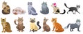 Cute cats of different breeds set, funny red, grey or brown pet sitting, lazy kitty lying