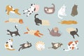 Cute cats. Domestic animal behavior funny cats and kitten playing relaxing sitting and sleeping recent vector stylized