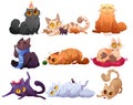 Cute cats, fluffy pets in different poses