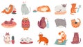 Cute cats. Funny cat in box, adorable sleeping kitty and fat cat in sweater vector illustration set. Domestic animal