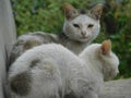 Cute cats isolated on blurred background Wallpapers Royalty Free Stock Photo