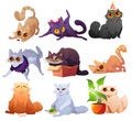 Cute cats and kittens, pets in different poses