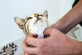 Cute cats, people loving and kissing the cat, the most beautiful big cat eyes,