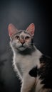 Cute cats photography furr Royalty Free Stock Photo