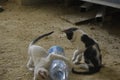 Cute cats playing with water bottle