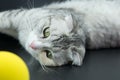 Cute cats are playing yellow balls.