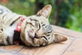 Cute cats are sleeping comfortably. Royalty Free Stock Photo