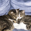 Cute cats sleeping on a sofa Royalty Free Stock Photo