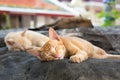 Cute cats sleeping in the temple yard