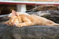 Cute cats sleeping in the temple yard Royalty Free Stock Photo