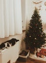 Cute cats sleeping under christmas tree with festive gift boxes. Kitty relaxing under decorated christmas tree with red and gold