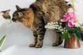 Cute cats sniffing each other at summer flowers bouquet in vintage vase on white table. Home decor and pets. Curious kitties