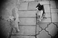 Cute cats walk in summer garden. BW photo