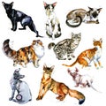 Cute cats watercolor collection solated on white background