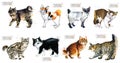 Cute cats watercolor collection solated on white background