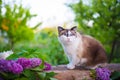 Cute catstraight sitting with flower lilac, open book on a vintage Royalty Free Stock Photo