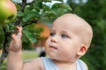 Cute caucasian baby boy picking up fresh ripe green apple from tree in orchard in bright sunny day. Funny child looking at Royalty Free Stock Photo