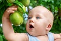 Cute caucasian baby boy picking up fresh ripe green pear from tree in orchard in bright sunny day. Funny child biting Royalty Free Stock Photo