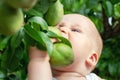 Cute caucasian baby boy picking up fresh ripe green pear from tree in orchard in bright sunny day. Funny child biting delicious Royalty Free Stock Photo