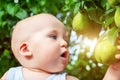 Cute caucasian baby boy picking up fresh ripe green pear from tree in orchard in bright sunny day. Funny child looking at Royalty Free Stock Photo