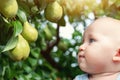 Cute caucasian baby boy picking up fresh ripe green pear from tree in orchard in bright sunny day. Funny child looking at Royalty Free Stock Photo