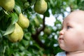 Cute caucasian baby boy picking up fresh ripe green pear from tree in orchard in bright sunny day. Funny child looking at Royalty Free Stock Photo