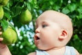 Cute caucasian baby boy picking up fresh ripe green pear from tree in orchard in bright sunny day. Funny child looking at Royalty Free Stock Photo