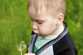 Cute caucasian blond baby boy with puffy cheeks blows on dandelion.