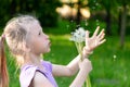 Cute caucasian little girl is blowing on dandelion flowers in summer park, dandelion seeds are flying Royalty Free Stock Photo