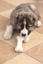 Cute Caucasian shepherd puppy with a white bone