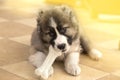 Cute Caucasian shepherd puppy with a white bone