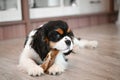 Cute cavalier charles king spaniel puppy chews toy bone Royalty Free Stock Photo
