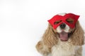 CUTE CAVALIER DOG WEARING A RED HERO MASK ISOLATED ON WHITE BACK