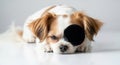 Adorable Cavalier King Charles Spaniel Dog with Eye Patch Lying Down on White Surface and Relaxing Calmly Royalty Free Stock Photo