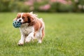 Cute cavalier king charles spaniel dog playing with toy ball on green grass Royalty Free Stock Photo