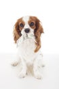 Cute cavalier king charles spaniel dog puppy on isolated white studio background. Dog puppy with american dollar money