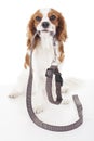 Cute cavalier king charles spaniel dog puppy on isolated white studio background. Dog puppy with leash lead. Royalty Free Stock Photo