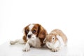Cute cavalier king charles spaniel dog puppy on isolated white studio background. Dog puppy with lop bunny rabbit. Royalty Free Stock Photo