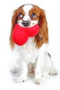 Cute cavalier king charles spaniel dog puppy on isolated white studio background. Dog puppy with plush big heart.