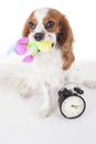 Cute cavalier king charles spaniel dog puppy on isolated white studio background. Dog puppy with sof toy. Play time. Royalty Free Stock Photo