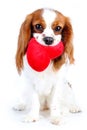 Cute cavalier king charles spaniel dog puppy. Loving dog. Puppy love. Dog with heart. Cuest puppy on isolated white